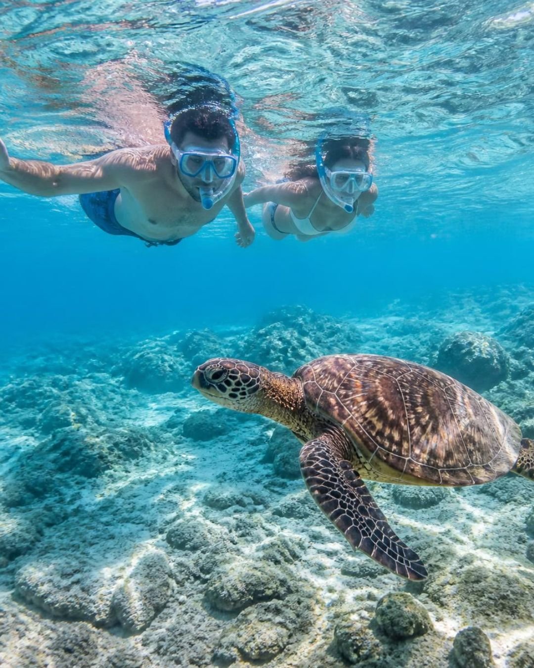 Snorkeling con una tartaruga marina ai Caraibi